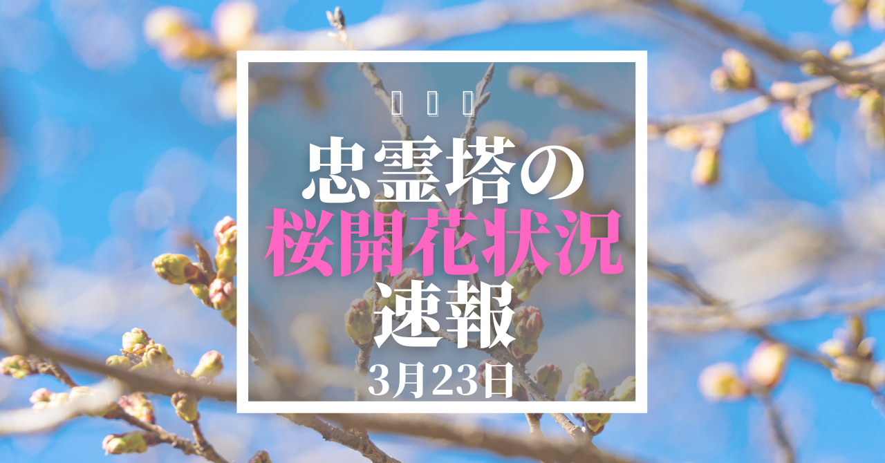 忠霊塔の桜開花状況